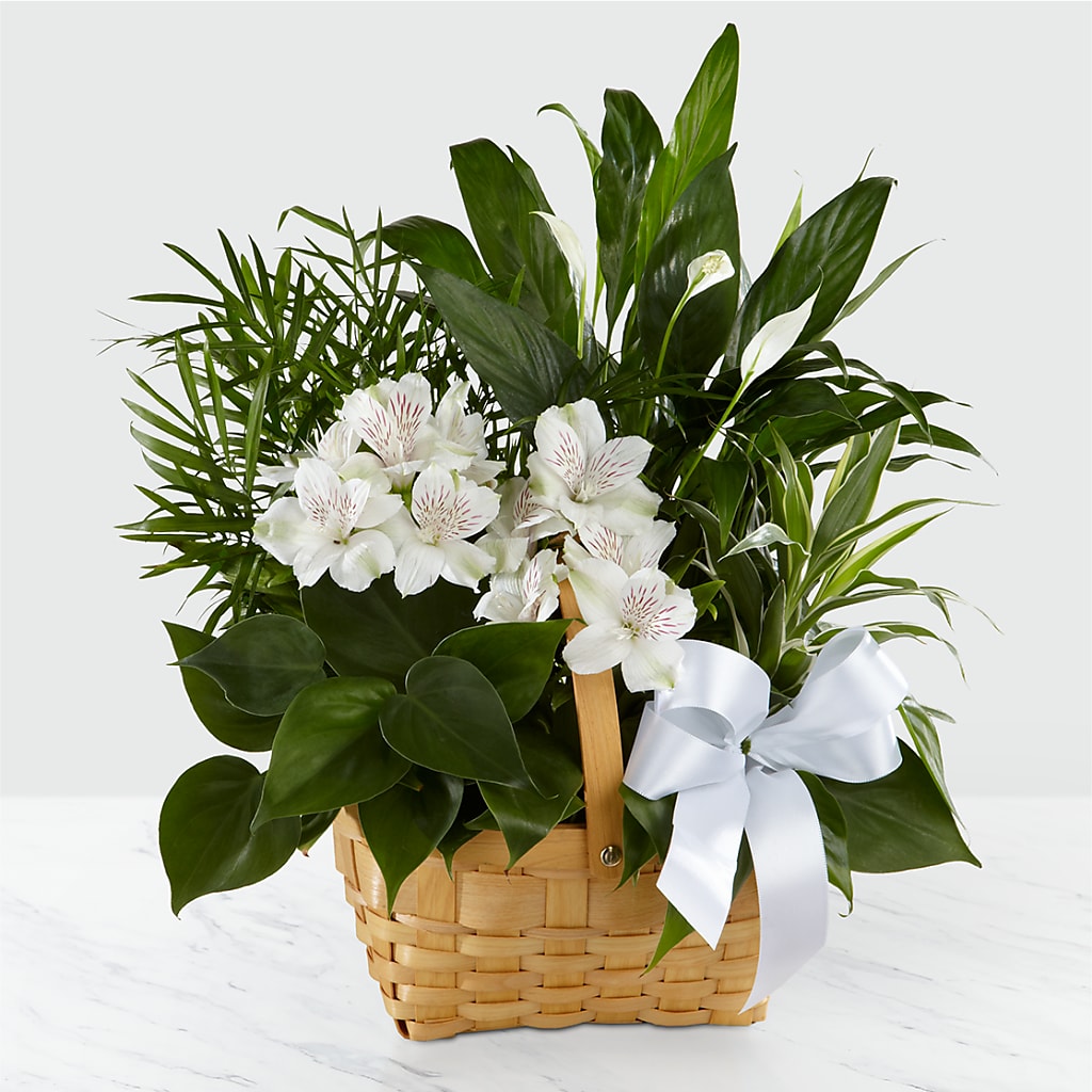 Peace & Serenity Dishgarden – Fj Florist, Houston TX
