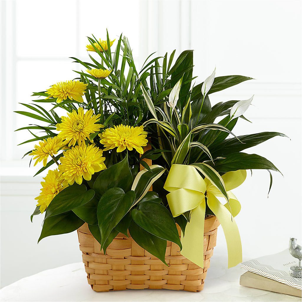 Loving Light Dishgarden – Fj Florist, Houston TX