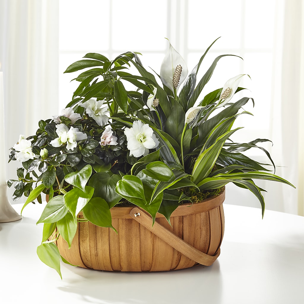 Serene Dishgarden – Fj Florist, Houston TX