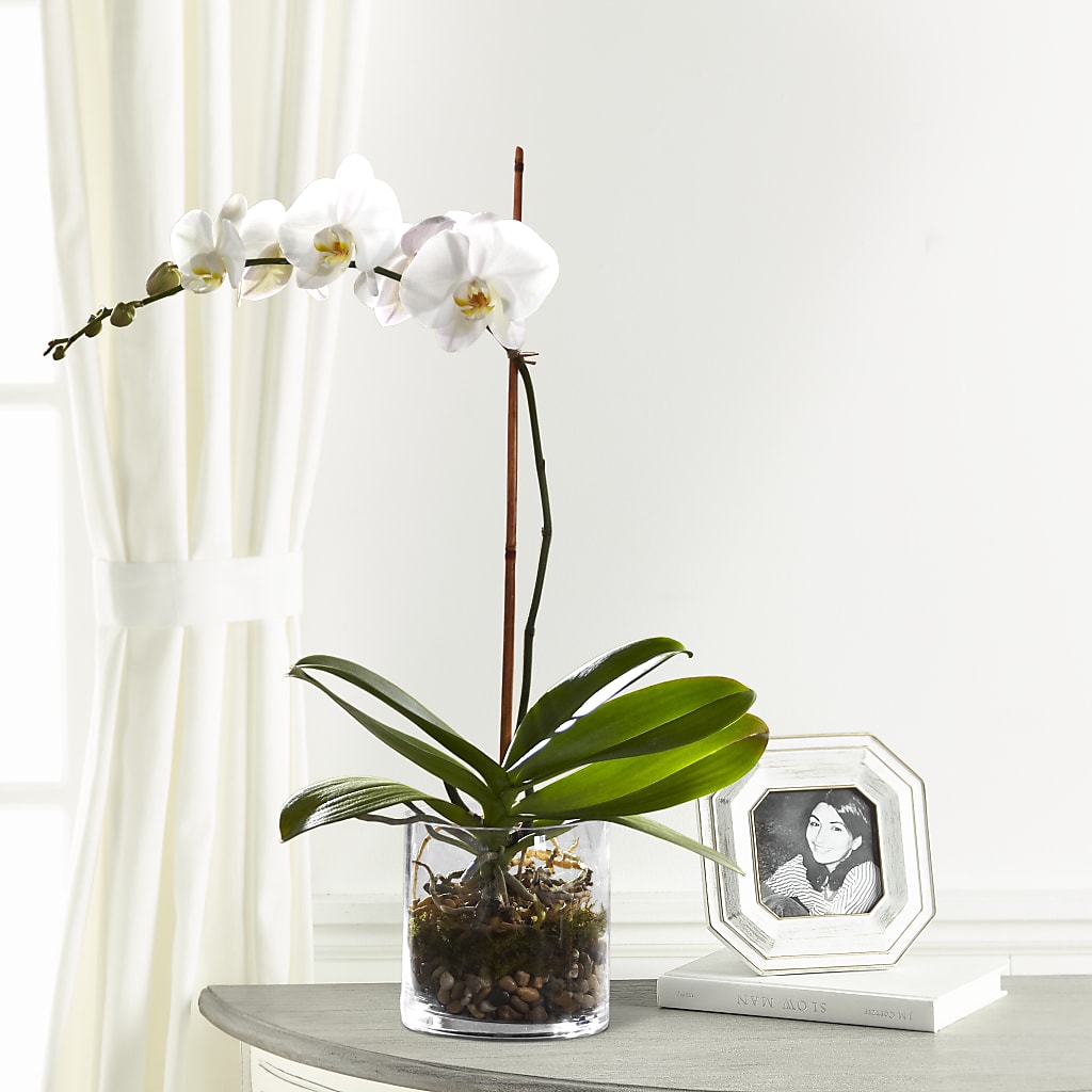 White Orchid Planter – Fj Florist, Houston TX
