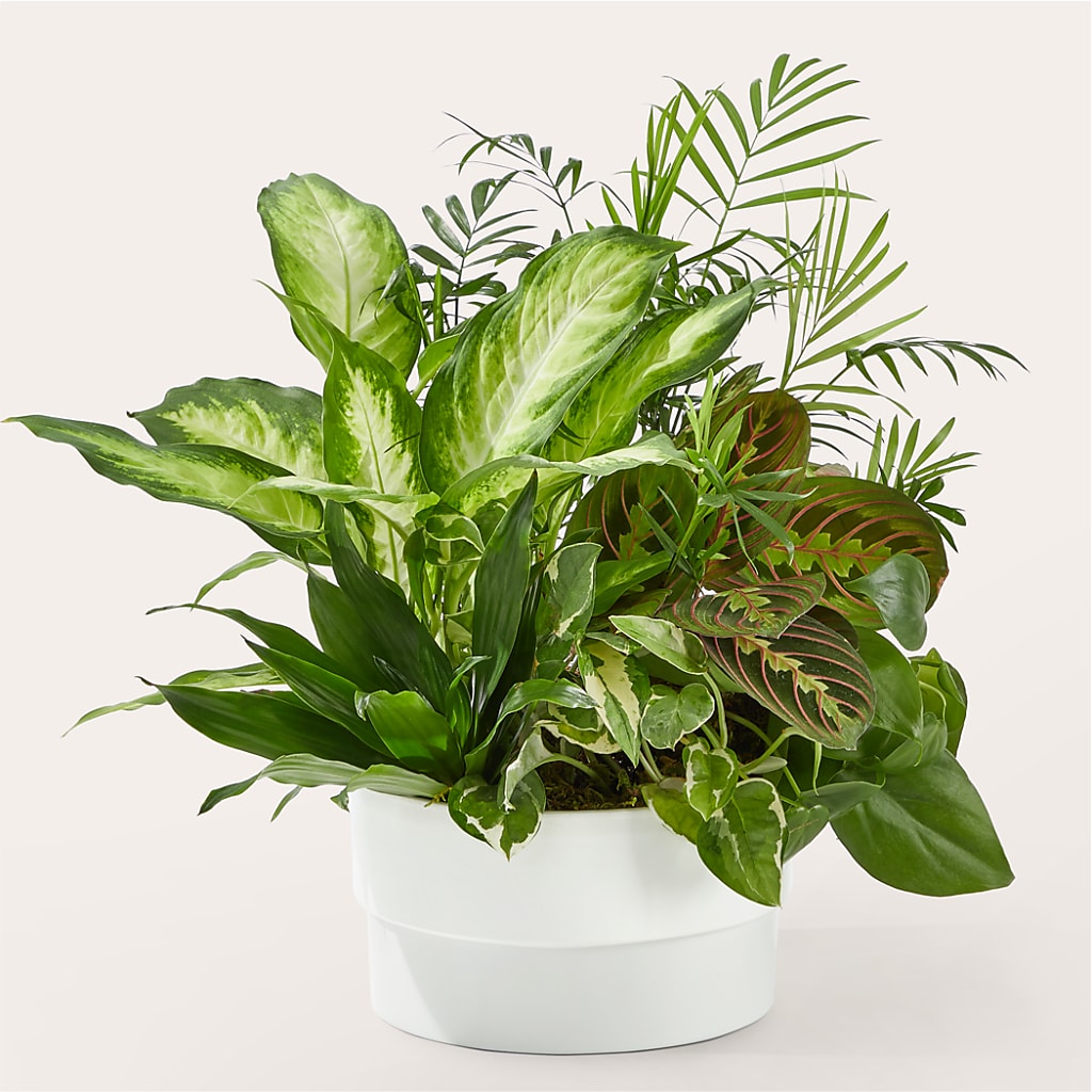 Radiating Positivity Dishgarden – Fj Florist, Houston TX