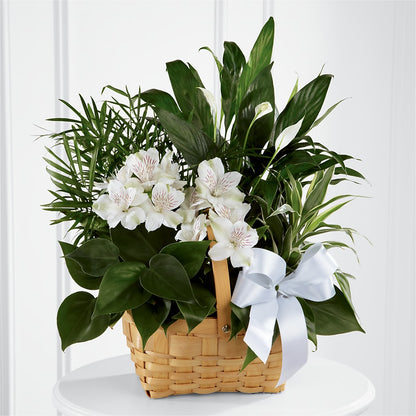 Peace & Serenity Dishgarden –  Fj Florist, Houston TX
