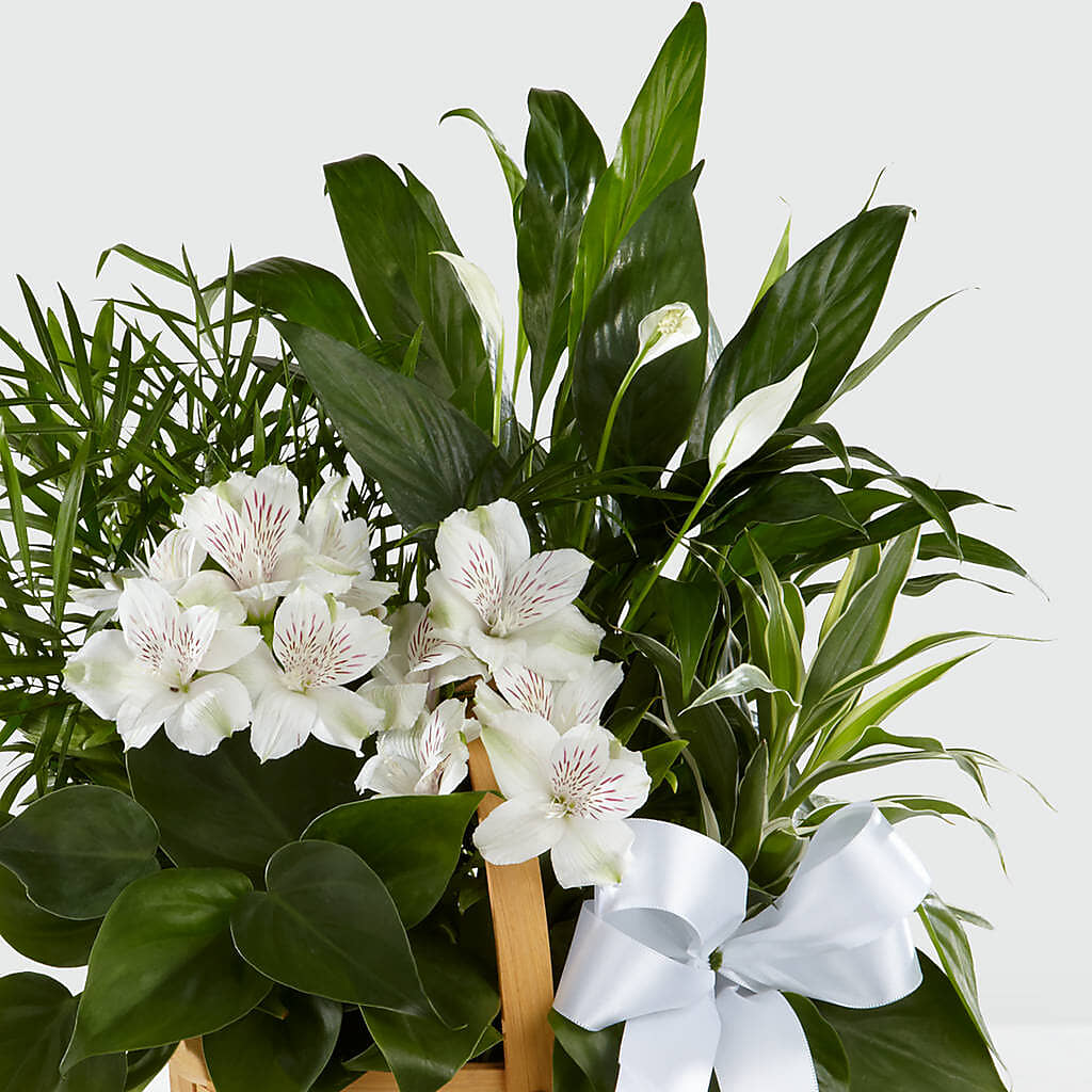 Peace & Serenity Dishgarden –  Fj Florist, Houston TX