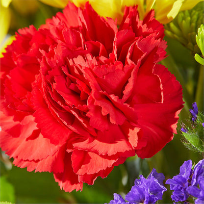Brighter Days Bouquet –  Fj Florist, Houston TX