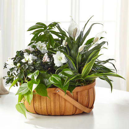 Serene Dishgarden –  Fj Florist, Houston TX