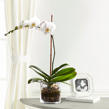 White Orchid Planter –  Fj Florist, Houston TX